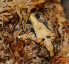 Baby Brazilian Horned Frogs