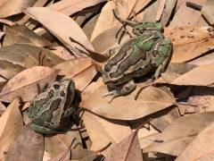 Andean Marsupial Tree Frogs