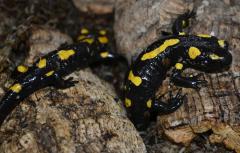 Baby Russian Fire Salamanders
