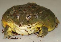 Medium Giant South African Pixie Frogs