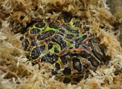 Large Ornate Pacman Frogs