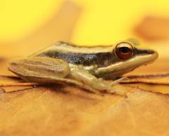 Asian Greenback Frogs