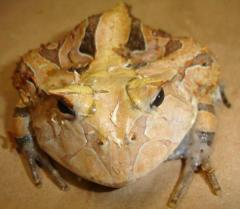 Suriname Horned Frogs