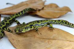 Adult Marbled Newts
