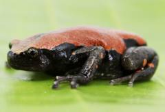 Red & Black Walking Frogs (bifasciatus)