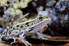 Leopard Frogs