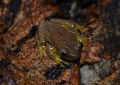 Banana Tree Frogs