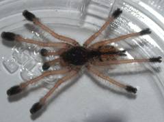 Amazonian Pink Toe Spiderlings