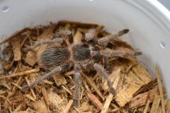 Bahia Scarlet Tarantulas Small