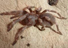 Brazilian Red & White Spiderlings