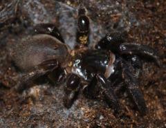 Black Trap Door Spiders