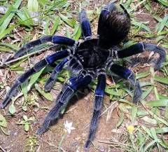 Bolivian Blueleg Bird Eating Tarantulas Small