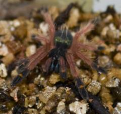 Blue Fang Skeleton Tarantulas Medium