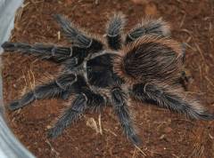 Bahia Grey Bird Eating Tarantulas Medium
