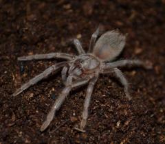 Brazilian Salmon Pink Bird Eater Tarantulas Small