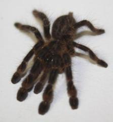 Fringed Ornamental Spiderlings