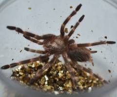 Brazilian Giant Blonde Tarantulas Small