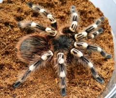 Brazilian Giant White Knee Tarantulas Adults