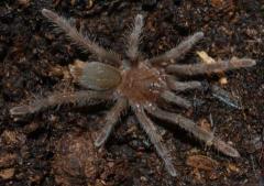 Cameroon Spiderlings