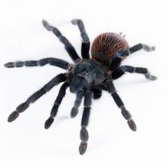 Brazilian Blue Tarantulas