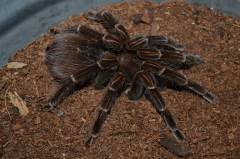 Ecuadorian Tiger Bird Eating Tarantulas