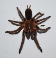 Guatemalan Red Rump Spiderlings