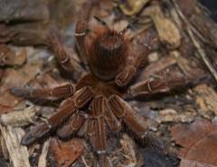 Brazilian Salmon Pink Bird Eater Tarantulas Adult