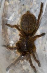 Kleinport Mouse Baboon Tarantulas
