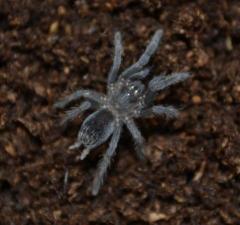 Costa Rican Tiger Rump Spiderlings