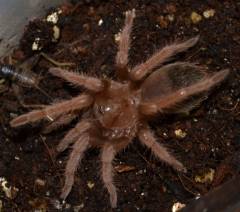 Mexican Pink Tarantulas Small