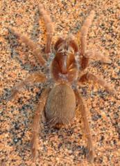 King Baboon Tarantulas Small