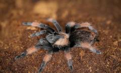 Mexican Red Leg Spiderlings