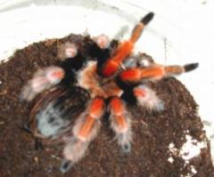 Mexican Fire Leg Tarantulas Sub Adult Females