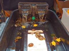 Turtle Tub With Raised Center Basking Spot