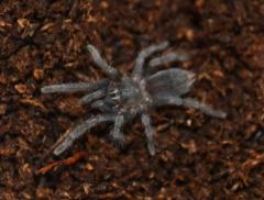 Costa Rican Stripe Knee Spiderlings