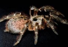 Rear Horned Baboon Spiderlings