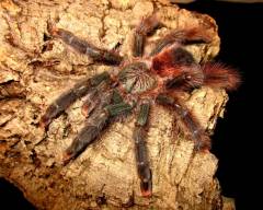 Goliath Pink Toe Tarantulas Small