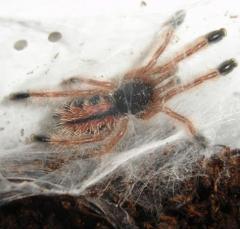 Metallic Pink Toe Spiderlings