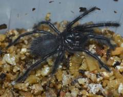 Sangihe Black Spiderlings