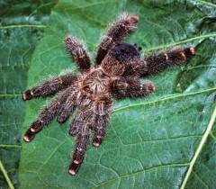 Peruvian Yellow Banded Pink Toe Spiderlings
