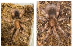 Mascara Giant Bird Eating Tarantulas Sub Adult PAIR