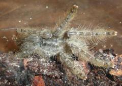 Togo Starburst Baboon Tarantulas