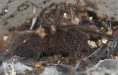 Indian Violet Spiderlings