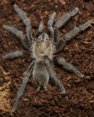 Texas Tan Tarantulas