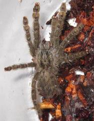 Togo Starburst Baboon Spiderlings
