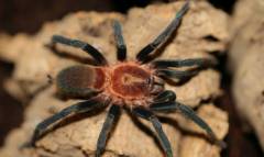 Trinidad Pink Spiderlings