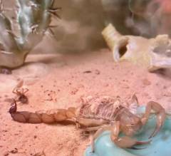 Baby Indian Red Scorpions