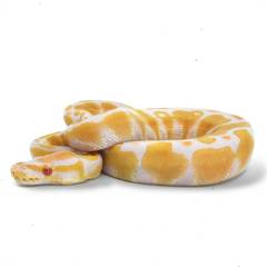 Baby Female Albino Ball Pythons