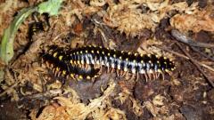 Flat Backed Millipedes