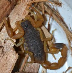 Chinese Golden Scorpions